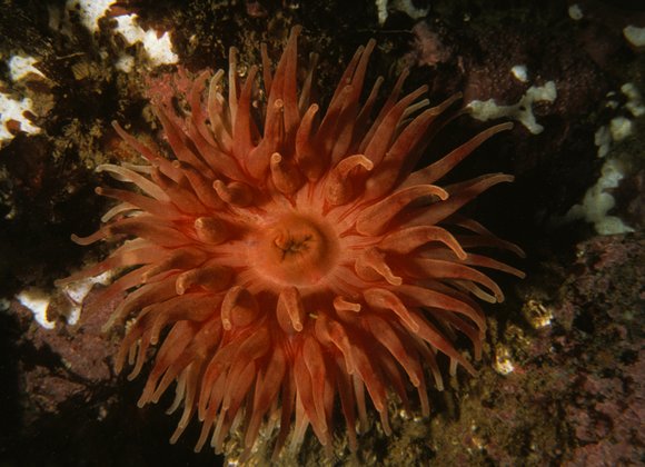 cari_best182_10mod-sm