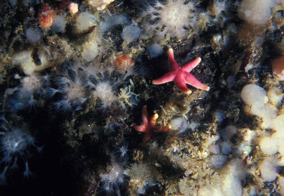 db-2_7.9.81_007mod-sm