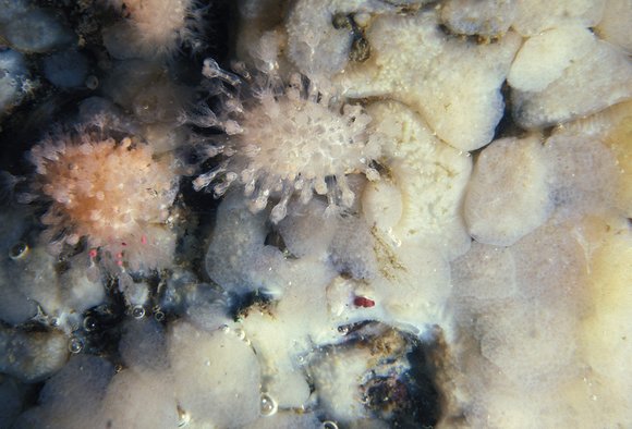 db-2_7.9.81_009mod-sm