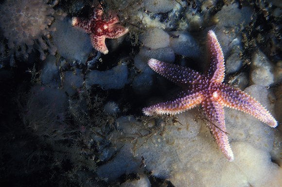 db-2_7.9.81_010mod-sm