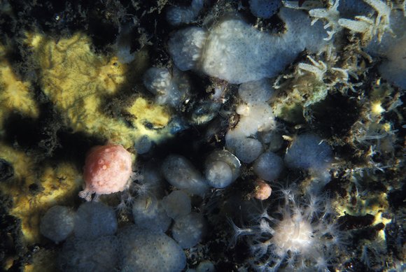 db-2_7.9.81_016mod-sm