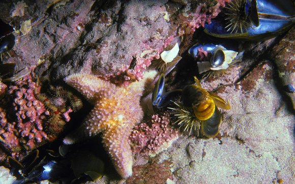 mass_yoral.57_1mod-sm