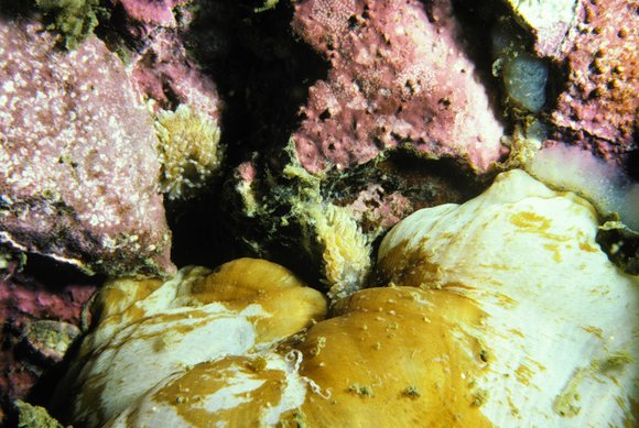 mass_yoral.60_1mod-sm