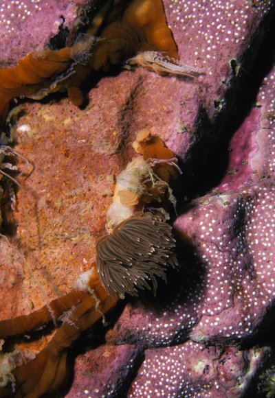 mass_yoral.61_1mod-sm