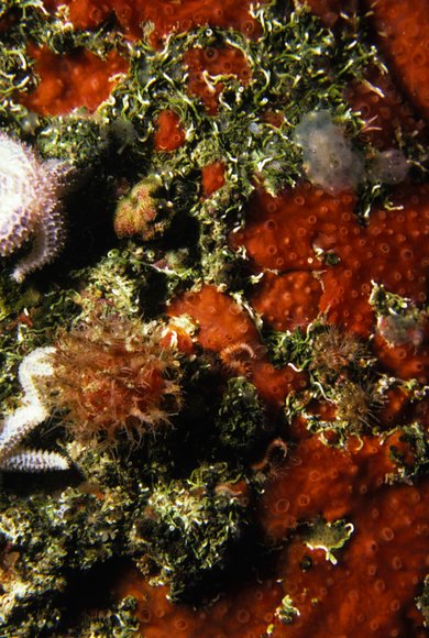 mass_yoral.62_1mod-sm