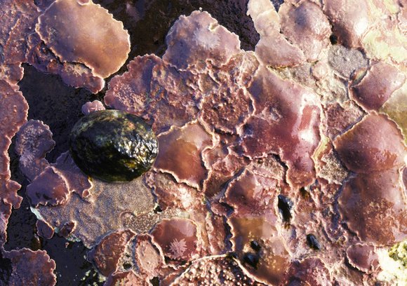 mass_yoral.65_1mod-sm