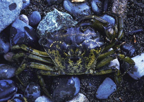 mass_yoral.70_3mod-sm