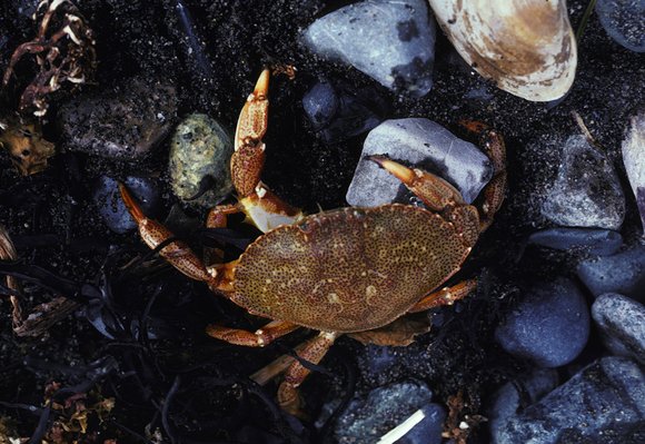 mass_yoral.71_3mod-sm