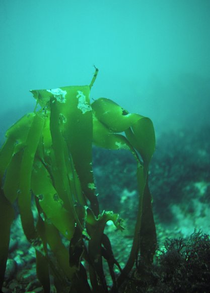 mass_yoral.83_3mod-sm