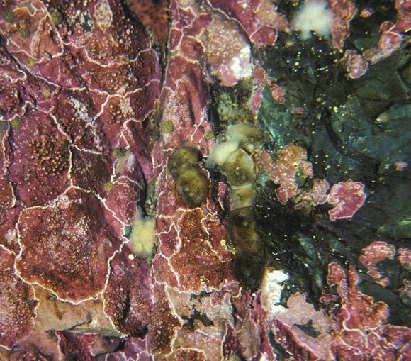 mass_yoral.90_3mod-sm