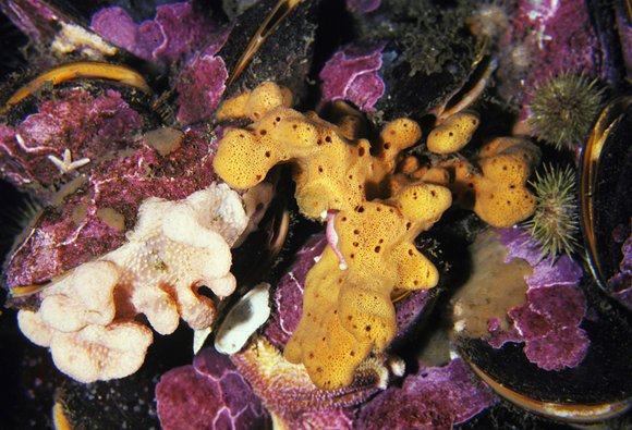 mass_yoral.95_3mod-sm