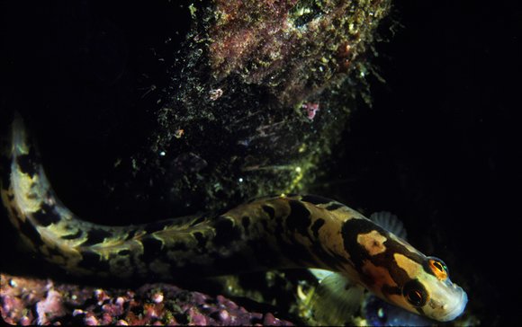 mass_yoral.98_3mod-sm