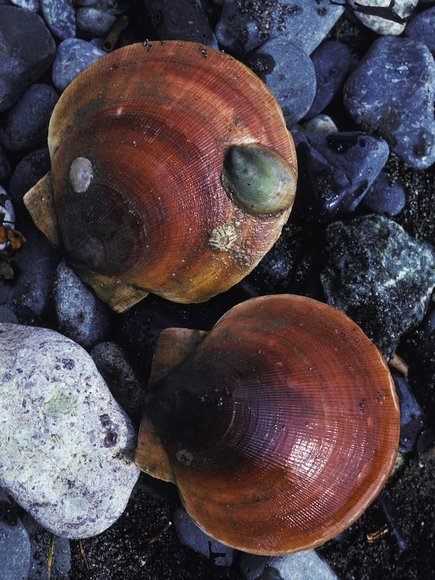 mass_yoral066_3mod-sm