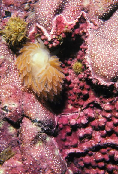 mass_yoral104_6mod-sm