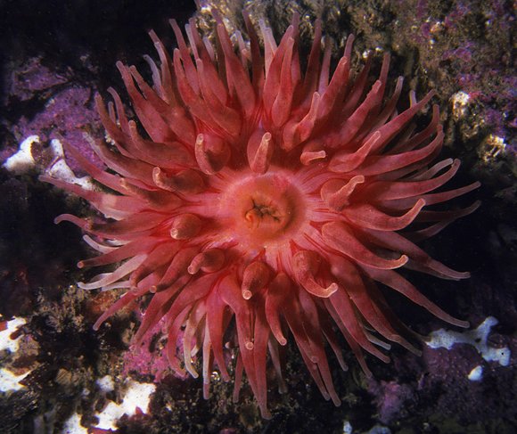 mass_yoral106_6mod-sm