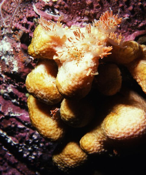 mass_yoral107_6mod-sm