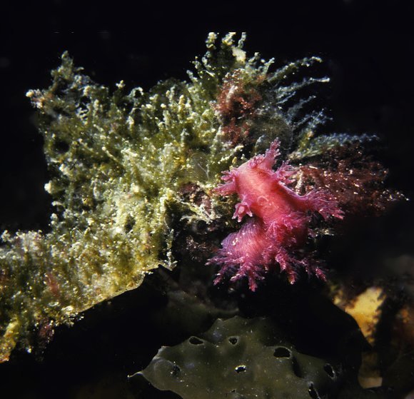 mass_yoral108_6mod-sm