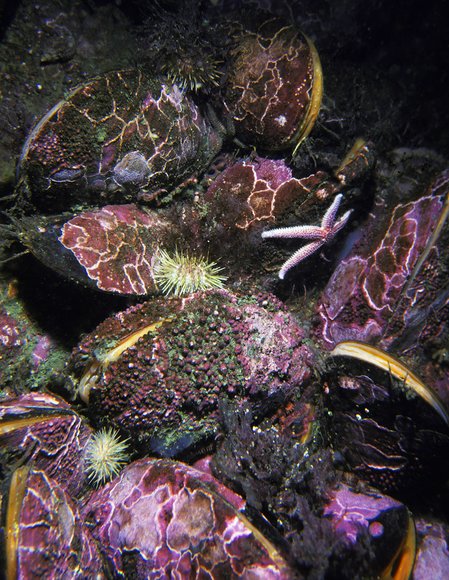 mass_yoral109_8mod-sm