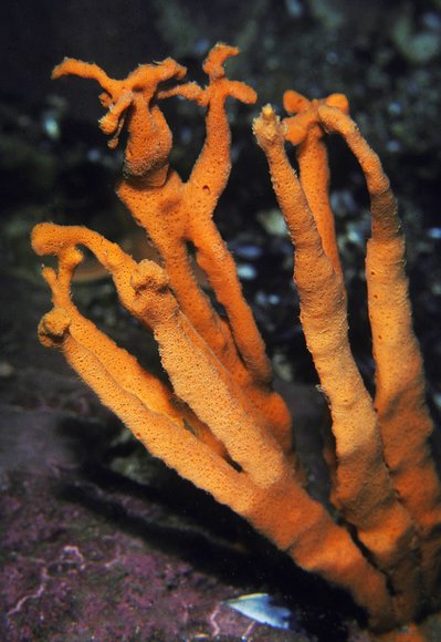 mass_yoral110_8mod-sm