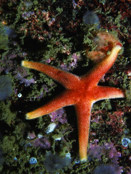 mass_yoral112_8mod-sm