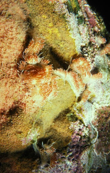 mass_yoral115_8mod-sm