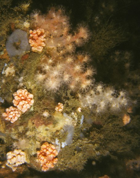 mass_yoral118_8mod-sm