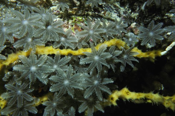 cari_best021_1mod-sm