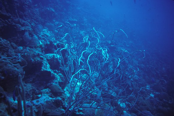 cari_best029_1mod-sm