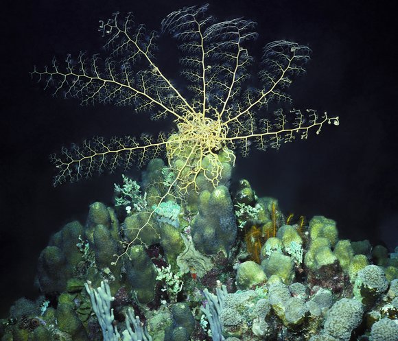 cari_best031_1mod-sm