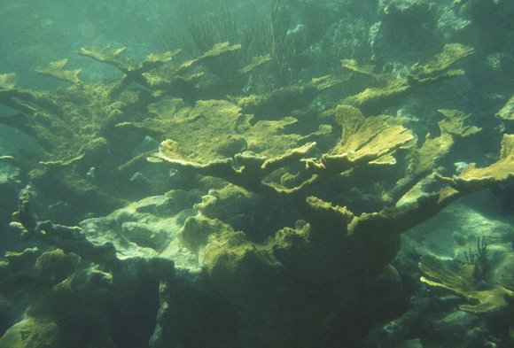 cari_best036_1mod-sm