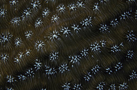 cari_best054_2mod-sm