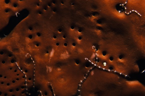 cari_best062_3mod-sm