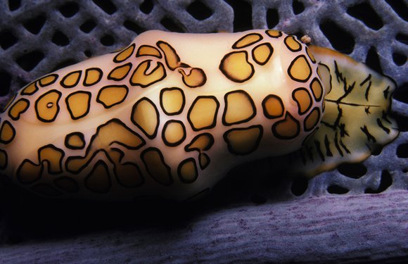 cari_best067_3mod-sm