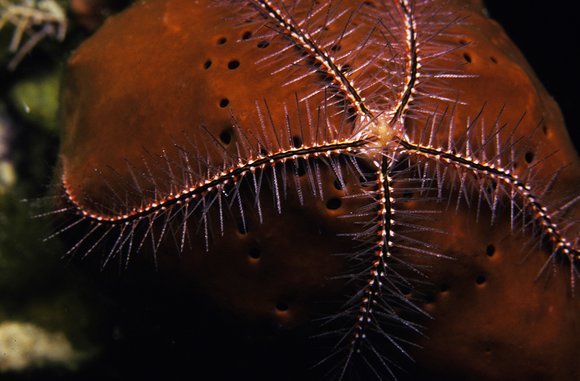 cari_best069_3mod-sm