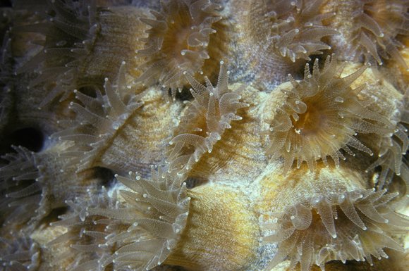 cari_best110_6mod-sm