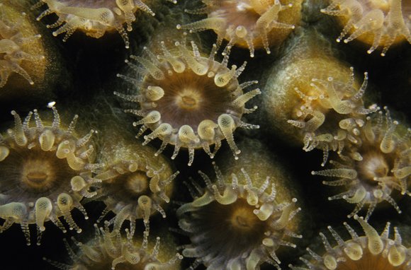 cari_best111_6mod-sm