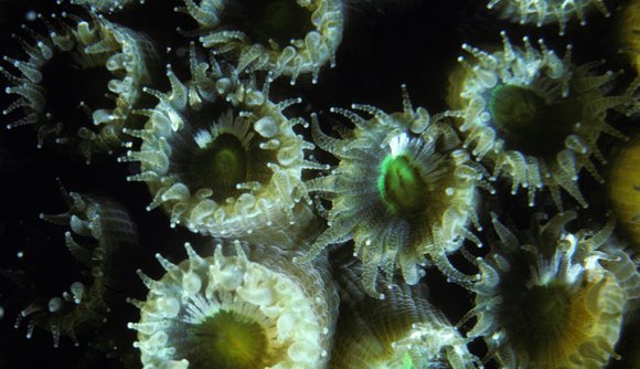 cari_best112_6mod-sm