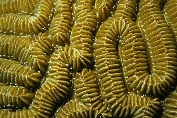 cari_best113_6mod-sm