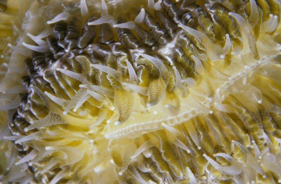 cari_best115_6mod-sm