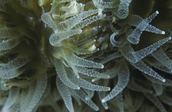 cari_best116_6mod-sm