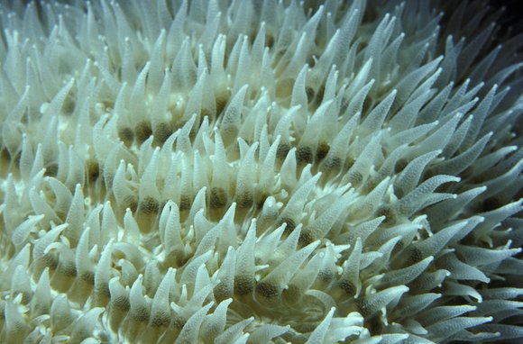 cari_best117_6mod-sm