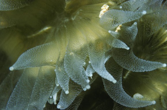 cari_best118_6mod-sm