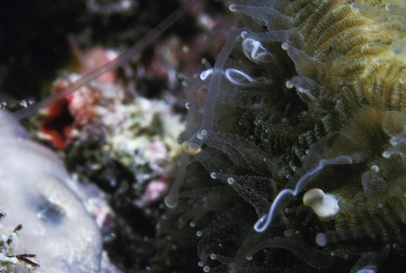 cari_best127_7mod-sm