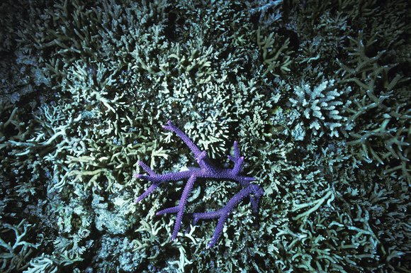 cari_best128_7mod-sm