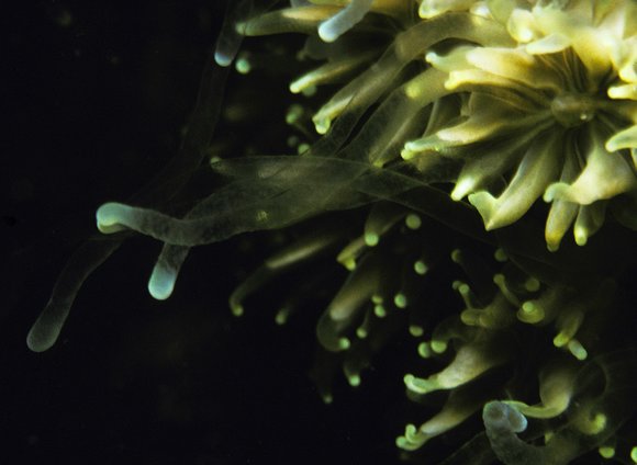 cari_best130_7mod-sm