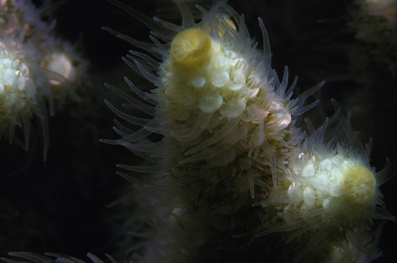 cari_best134_7mod-sm