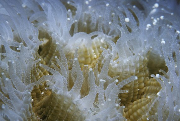 cari_best135_7mod-sm