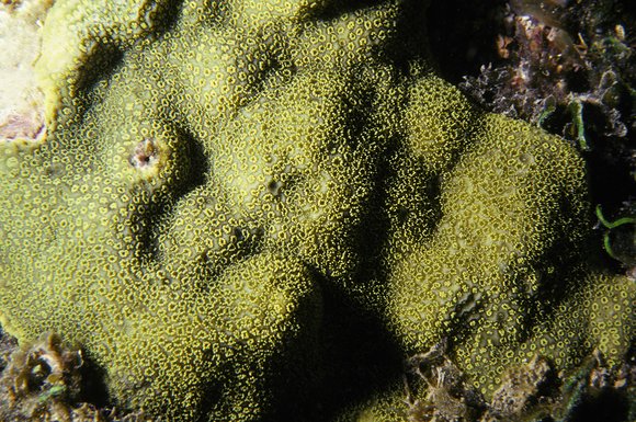 cari_best141_8mod-sm