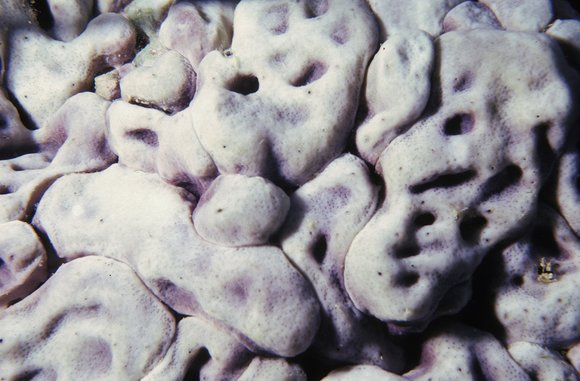 cari_best142_8mod-sm