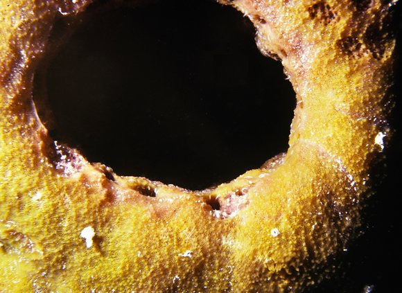 cari_best144_8mod-sm